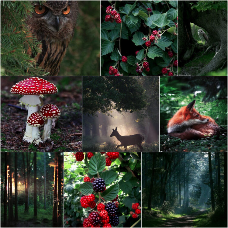 fairytale_ethereal_nature_inspiration