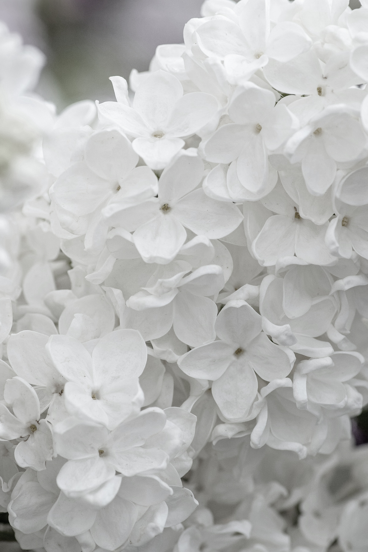 alabaster ethereal porcelain beauty archetypes aesthetic