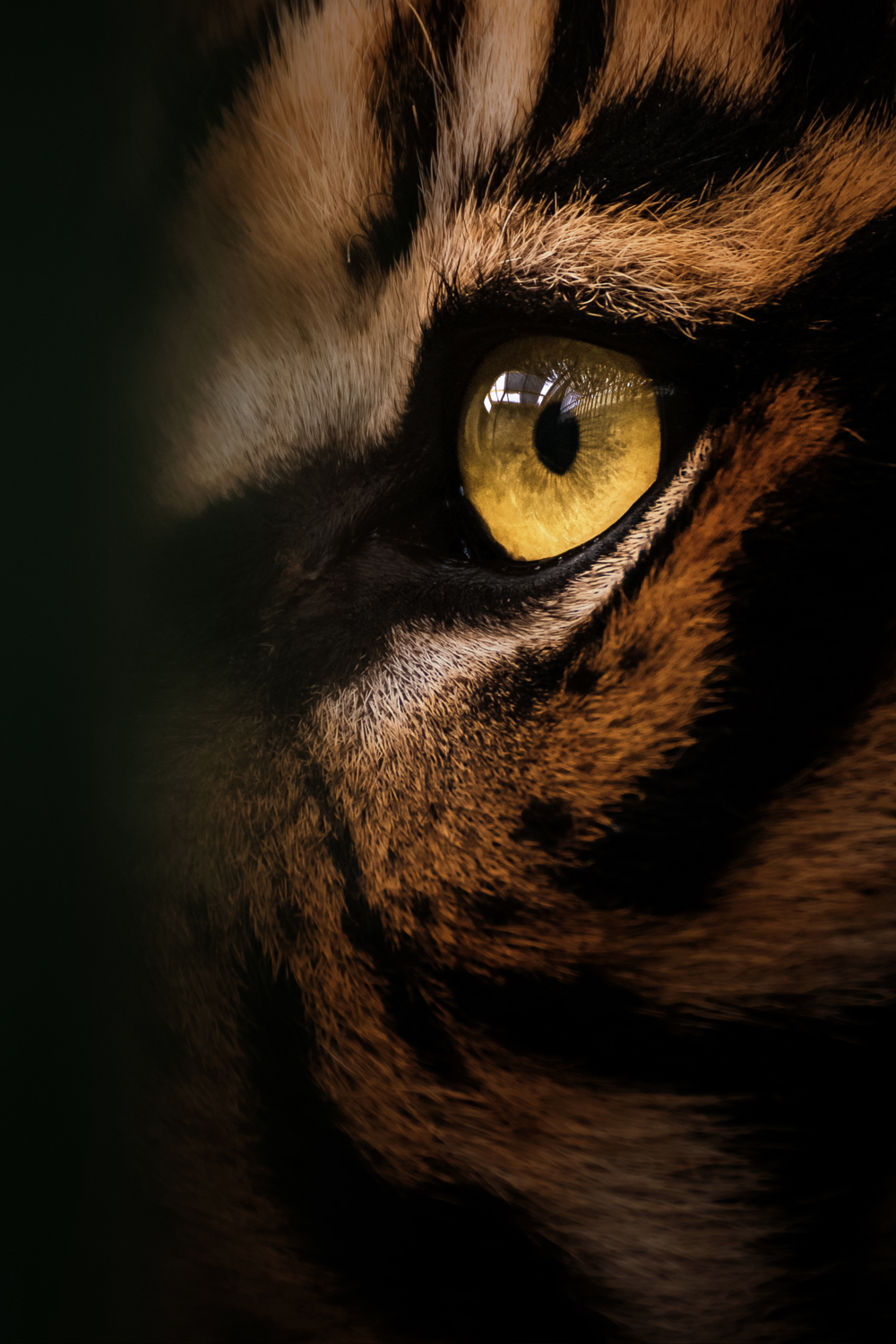 royal-ethereal-king-beauty-archetypes-nature Beauty archetypes Royal Ethereal King. Nature inspiration in a macro photograph of a predatory golden tiger eye.